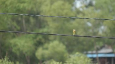 Elektrik kablosuna tünemiş canlı Asyalı Yeşil Arı Yiyici. Yüksek kalite 4k görüntü