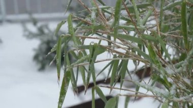 Karlı bir kış gününde dekoratif Bambu Bitkisi, park sahnesi, orta boy. Yüksek kalite 4k görüntü