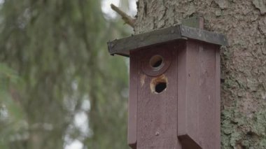 Ağaçkakan Kuş Evi 'nde Deliği Gagaladı Nestbox Plakasını geçerek, Yakın plan. Yüksek kalite 4k görüntü