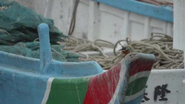 Kingfisher Bird Renkli Balıkçı Teknesinde Şeftali, Şehir Vahşi Hayatı sahnesi. Yüksek kalite 4k görüntü