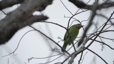 İncili Tayvan Barbet Kuşu, Düşük Açı Görünümü, Tayvan 'da Kuşçuluk. Yüksek kalite 4k görüntü