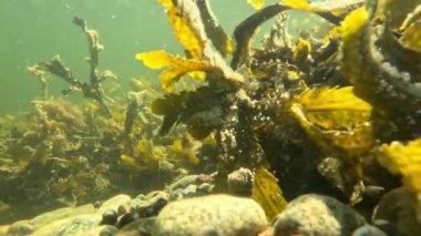 Küçük Goldsinny Wasse balığı ve Su altı Tuzlu Suyu Hareketindeki Kelp. Yüksek kalite 4k görüntü
