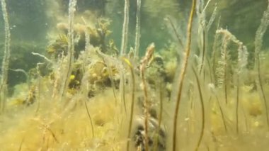 Bright Shallow Kelp ve Seaweed Underwater in Motion, Close Up filminde. Yüksek kalite 4k görüntü