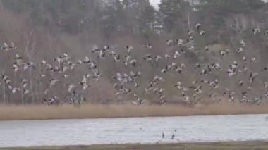 İsveç 'in Valen Doğal Rezervi' nde göç eden kuş sürüsünün kalkışı. Yüksek kalite 4k görüntü