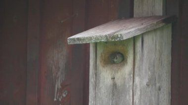 Kuş Evi 'nden Genç Ağaç Serçesi Gözetleme, Yakından. Yüksek kalite 4k görüntü