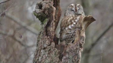 Tawny Baykuş Ağaçta Uyuyor, İskandinav Baykuş sahnesi, Yakın çekim. Yüksek kalite 4k görüntü
