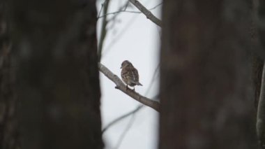 Brambling Bird, İki Ağaç Arasında Görüldü, Portre Çekimi. Yüksek kalite 4k görüntü