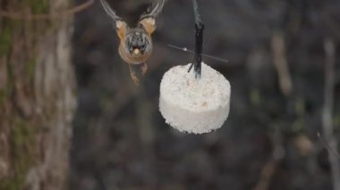 Suet Feeder in Mid Air, Close Up 'tan Böğürtlen Kuşları Yeme. Yüksek kalite 4k görüntü