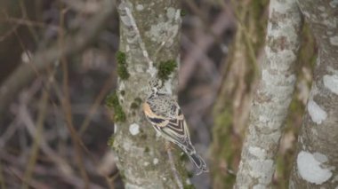 Brambling Bird, Ağaç Dalına Yiyecekle Geliyor, Yaklaş. Yüksek kalite 4k görüntü