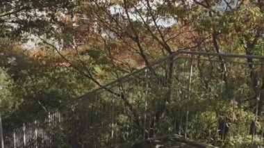 Acros Fukuoka Basamağı Bahçesinden merdivenler, Fukuoka 'nın merkezinde yeşil çatı, POV. Yüksek kalite 4k görüntü
