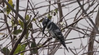 Perc, Pied Kingfisher 'ı balık avlamaya götürdü. Yüksek kalite 4k görüntü