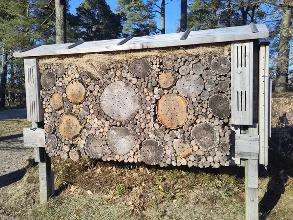 Yeşil girişim yararlı böcekler için evler yaratıyor