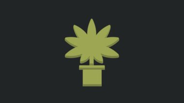 Siyah arka planda izole edilmiş ot ikonundaki yeşil tıbbi marihuana veya kenevir bitkisi. Esrar yetiştirme konsepti. Kenevir saksısı. 4K Video hareketli grafik canlandırması.