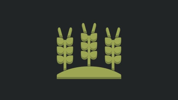 Grüne Getreidesorten Mit Reis Weizen Mais Hafer Roggen Gerste Ikone — Stockvideo