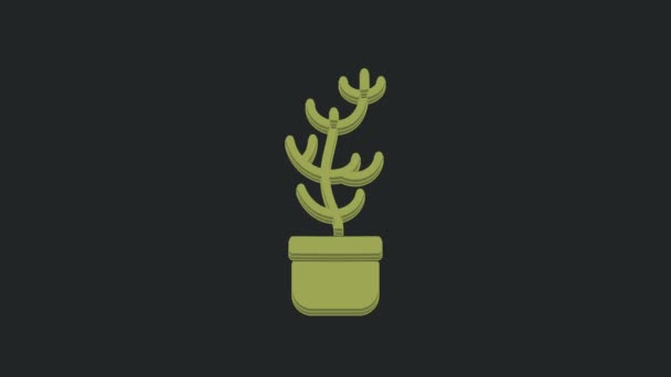 Зеленое Экзотическое Растение Горшке Изолированное Черном Фоне Видеографическая Анимация — стоковое видео
