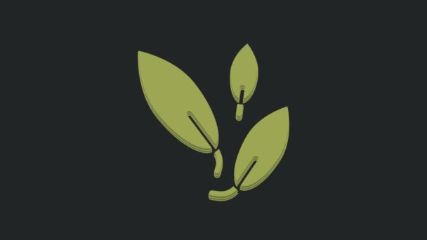 Ikona Liści Zielonej Herbaty Izolowane Czarnym Tle Liście Herbaty Animacja — Wideo stockowe