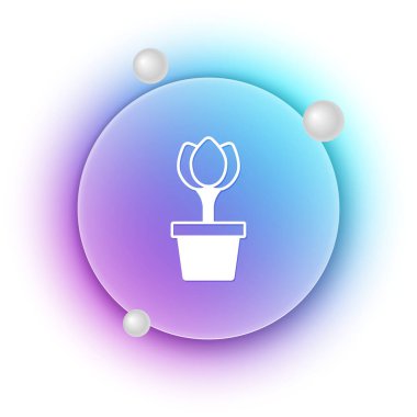 Beyaz arkaplanda, tencere ikonunda beyaz çiçek lalesi var. Tencerede yetişen bir bitki. Saksı bitkisi işareti. Mavi ve mor eğimli çember arkaplan. Vektör.