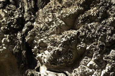 Düz olmayan eski bir ağaç gövdesine yakın çekim