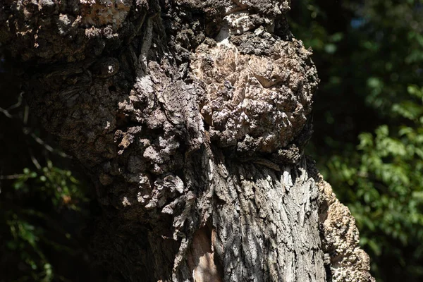 Düz Olmayan Eski Bir Ağaç Gövdesine Yakın Çekim — Stok fotoğraf