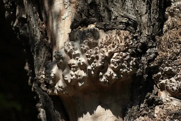 Stock image close-up of an old uneven tree trunk