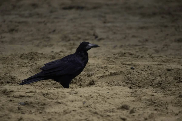 Pájaro Negro Camina Sobre Arena Cuervo Paseo —  Fotos de Stock