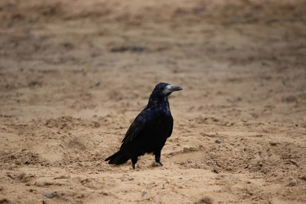 Uccello Nero Cammina Sulla Sabbia Corvo Una Passeggiata — Foto Stock