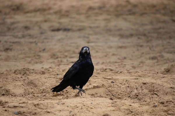 Pájaro Negro Camina Sobre Arena Cuervo Paseo —  Fotos de Stock