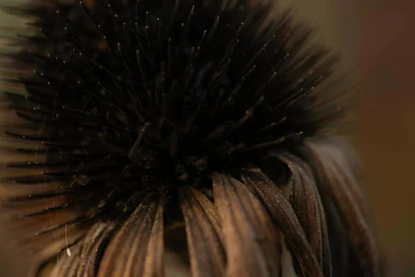 Μακροεντολή Φωτογραφία Αποξηραμένου Λουλουδιού Σκούρων Ξηρών Σπόρων Λουλουδιών — Φωτογραφία Αρχείου