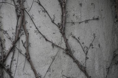 Gri bir duvardaki bitkinin kuru dalları