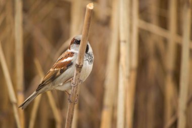 Kuru sazlıkların dallarında kabarık tüylü serçeler