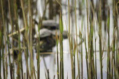 Kaplumbağalar sazlıkların arkasındaki gölde dinlenirler.