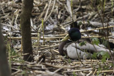 Ördek kuru sazlıklarda gölün kenarında dinleniyor.