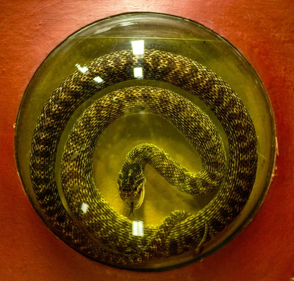 Serpiente Alcoholizada Bajo Vidrio Redondo Pared —  Fotos de Stock