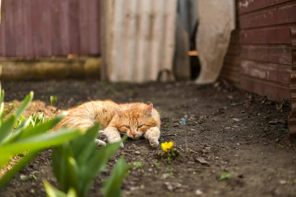 정원에서 일광욕을 즐기는 고양이 — 스톡 사진