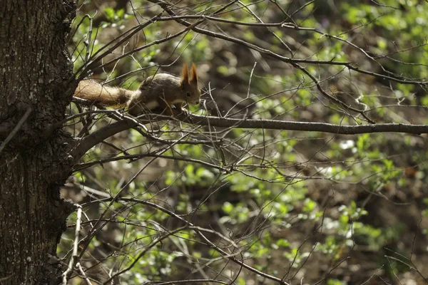 Άνοιξη Στο Δάσος Κόκκινο Σκίουρος Στα Κλαδιά Των Δέντρων Ψάχνει — Φωτογραφία Αρχείου