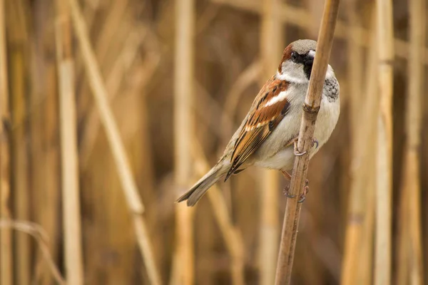 stock image thick fluffy sparrow on the branches of dry reeds