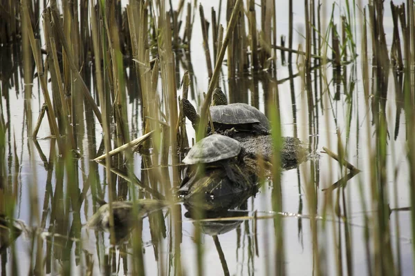 カメは葦の後ろの湖の丸太の上で休み — ストック写真