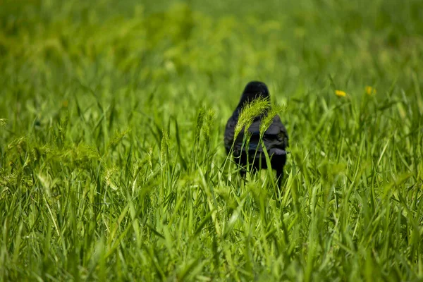 Черная Ворона Фоне Зеленых Ворон Солнечный День Черная Птица — стоковое фото