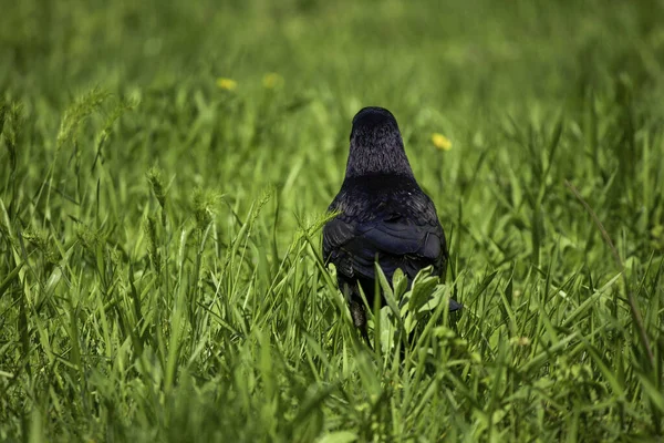 Черная Ворона Фоне Зеленых Ворон Солнечный День Черная Птица — стоковое фото