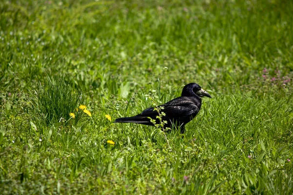 Black Crow Background Green Trows Sunny Day Black Bird — Stock Photo, Image