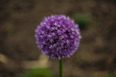 Güzel, yuvarlak, mor çiçekler yakın planda.