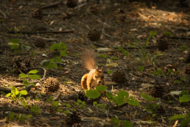 Yazın kırmızı sincap ormanda yürür koniler
