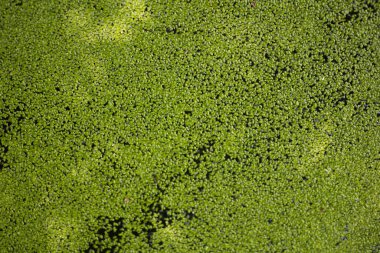 Göletteki sudaki yeşil bitki, yeşil doğal arkaplan