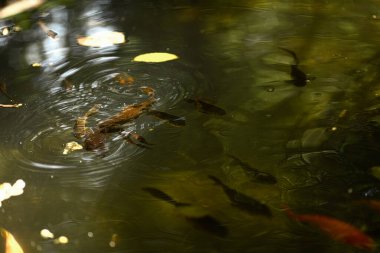 Gölette renkli balıklar, suda küçük balıklar