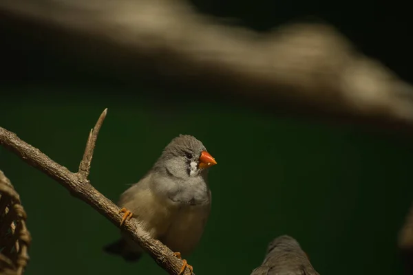 Petit Oiseau Avec Bec Orange Est Assis Sur Une Branche — Photo