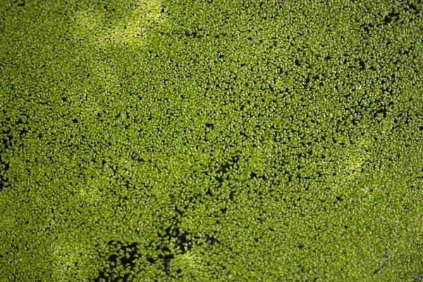 Göletteki sudaki yeşil bitki, yeşil doğal arkaplan