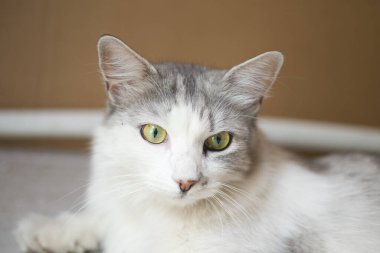 Gri tüylü evcil bir kedinin portresi