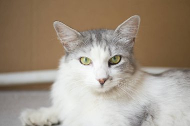 Gri tüylü evcil bir kedinin portresi