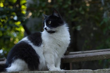 Siyah beyaz tüylü evcil kedi portresi