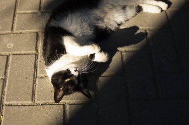 Siyah beyaz tüylü evcil kedi portresi